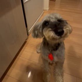 それぞれのオテの画像