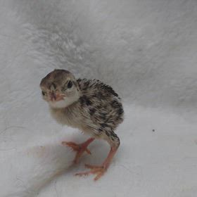 イワシャコちゃん誕生！の画像