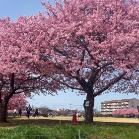 近所の河津桜。の画像