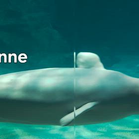 行って来ました~名古屋港水族館vol.6 その4 オーロラの海の画像