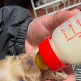 寝不足も吹き飛ばす可愛さ❣️の画像