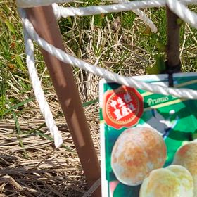 すももの木の画像