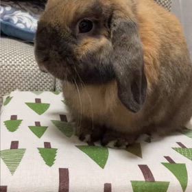 ボサボサの画像