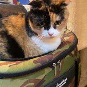 リナちゃんのプチブーム　＋　〝容疑者Ｘの献身〟の画像