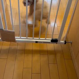 もころちゃん近況！の画像