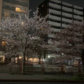 夜桜の画像