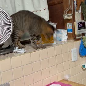 2024/07/11   ちび猫　ちゃいの画像