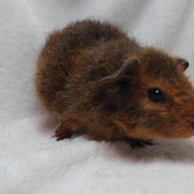 テディモルモット ご家族様募集中！の画像