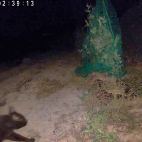 すぎぴたんの事件簿シーズン3　604話（夜の訪問者、のら黒猫、ハクビシン）の画像