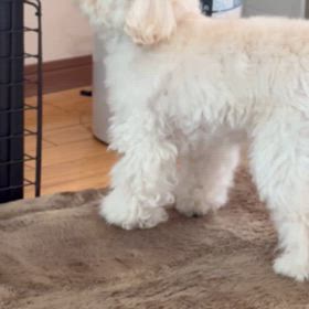 臆病な麦 そしてトリミングの画像