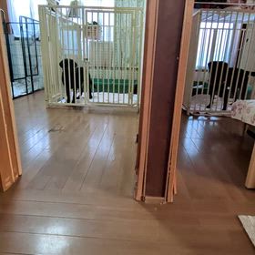 かわいいきみどり君の画像