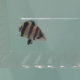 昔からのお客様にリアルバンドご成約頂きました！の画像