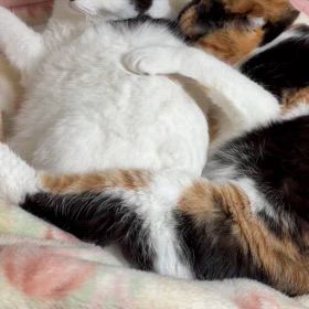 スマホ機種変トラブルの画像