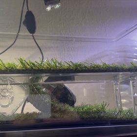 お疲れ気味の画像