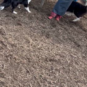 明日岐阜からお迎え。の画像