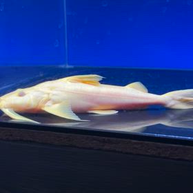 神の子！アルビノバガリウス 埼玉のお客様にご成約頂きました！の画像