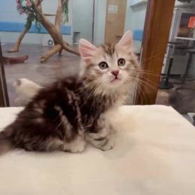 抱っこができるサイベリアンの子猫  ブラックシルバーの トラヴィス君ご家族様募集中の画像