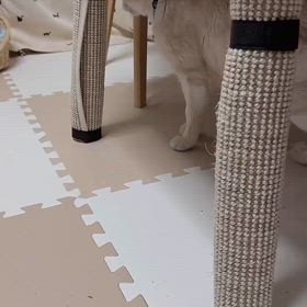 だいちゃん♂が、、、の画像