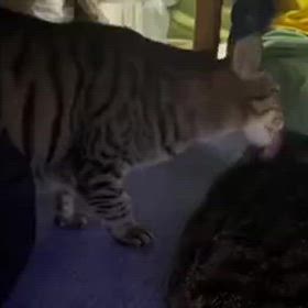 １０／２３（木）葵ちゃん　＆　ノアちゃん：動画！！の画像