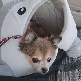 お散歩帰りは眠い　ジュジュ（動画）の画像