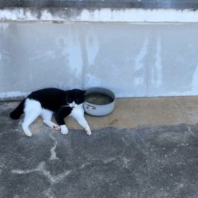 久高島の猫ちゃんたちの画像