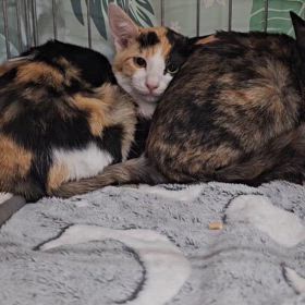 ニャン友ねっとわーく北海道の譲渡会の画像