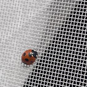 てんとう虫の画像