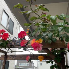 バラのアーチ(動画音に注意)の画像