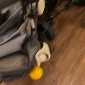 飼い主に気づかない子の画像