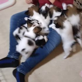 子犬ちゃんの動画ですの画像