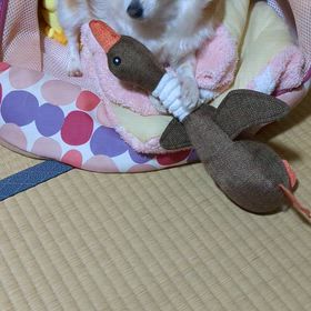 やっぱりね。の画像