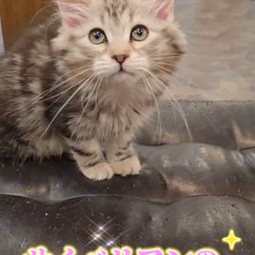 抱っこができるサイベリアンの子猫  ブラックシルバーの トラヴィス君 ご家族募集中の画像