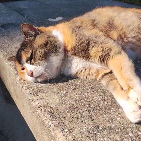 マーちゃんのお昼寝動画。の画像