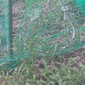 すぎぴたんの事件簿シーズン3　514話（なにしているの？ホオジロ）の画像