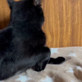 甘えん坊凪君の画像