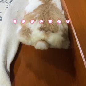 家のうさぎさんの画像