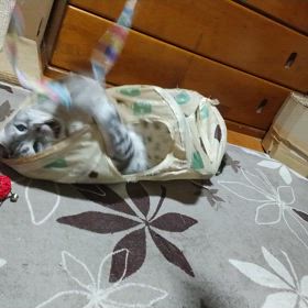 無邪気に遊ぶ もんちゃんの画像