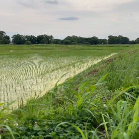 田園風景の画像