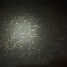 バチ抜けシーバスの画像