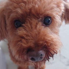 家族募集中　もこ君の挑戦❣️の画像