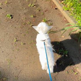 マルちゃんの画像