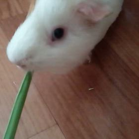 コメ…こめの画像