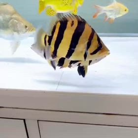 2024ラストはとてつもない魚を用意しましたの画像