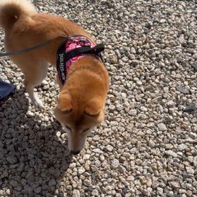 ”緊急拡散希望『柴犬の里親様募集』”の画像