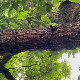 2 本日、日中のカナブン観察の画像