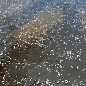 動画、アプリからアップできるってので、やってみました♪の画像