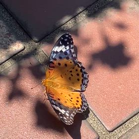 これは？どっち？の画像