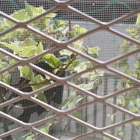 ホーホケキョの画像