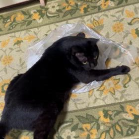 2024/06/29    黒猫の　　ジジ坊の画像