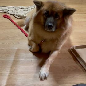 今年最後のトリミングの画像